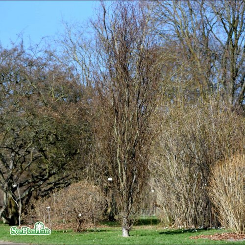 Fagus sylvatica Dawyck Purple