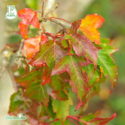 Acer tataricum ssp. ginnala FK UPPSALA E