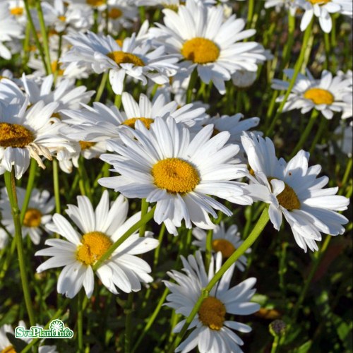 Leucanthemum superbum Brllopsgvan