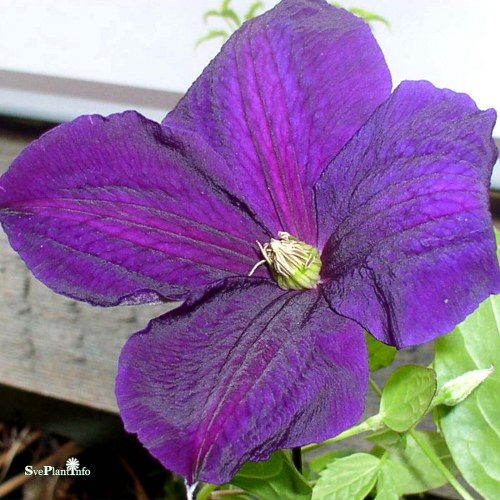 Clematis (SS) Star of India