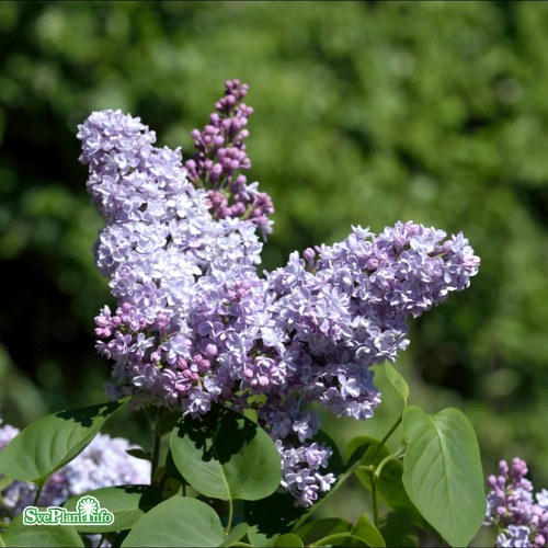 Syringa vulgaris Katherine Havemeyer