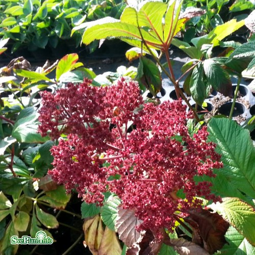 Rodgersia pinnata Elegans