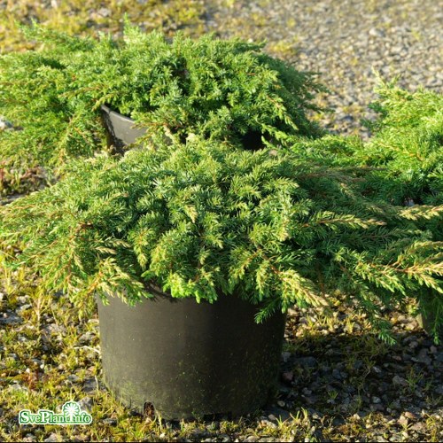 Juniperus communis Green Carpet