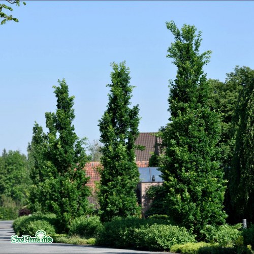 Quercus robur f. fastigiata Fastigiate Koster