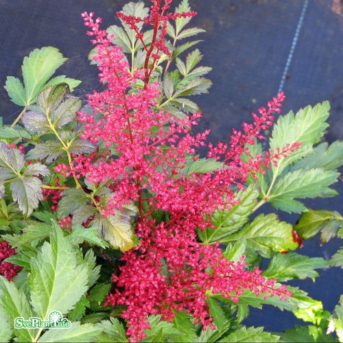 Astilbe (Japonica) Red Sentinel