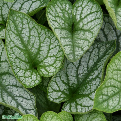 Brunnera macrophylla Mr MorsePBR