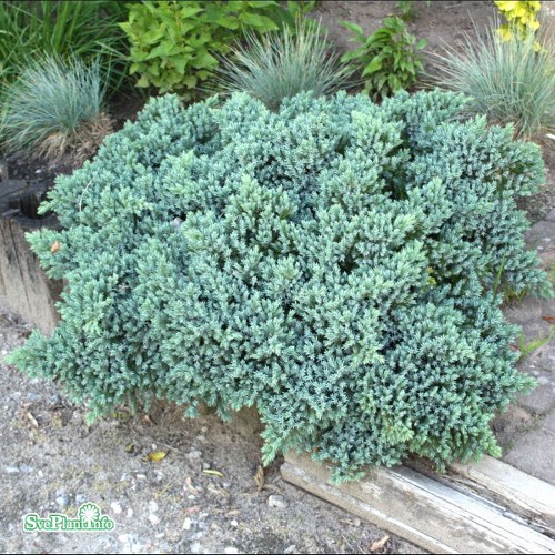 Juniperus squamata Blue Carpet