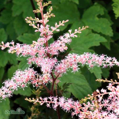 Astilbe (Simplicifolia) Sprite