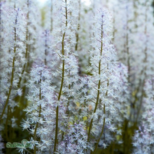 Tiarella Iron Butterfly