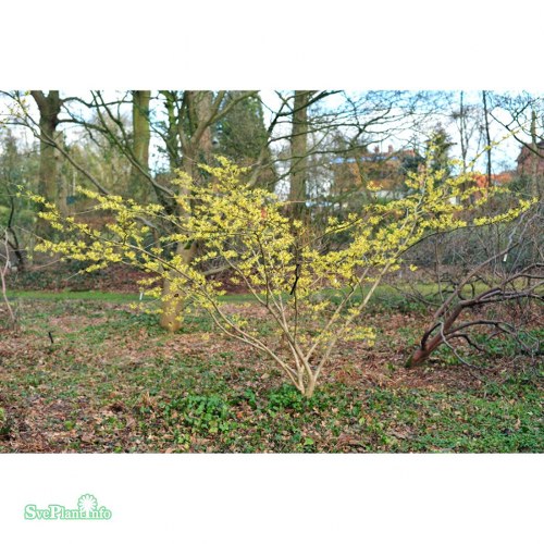 Hamamelis  intermedia Pallida