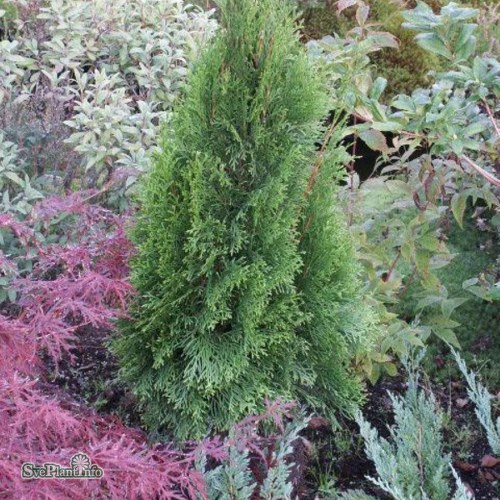 Thuja occidentalis Smaragd