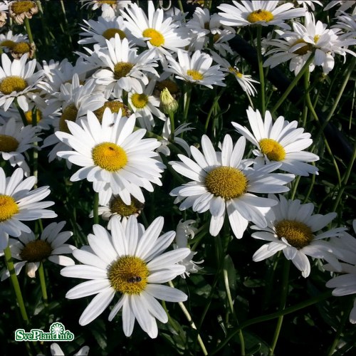 Leucanthemum superbum Becky