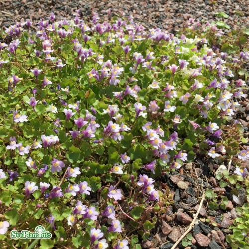 Cymbalaria muralis