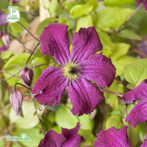 Clematis (Viticella) Carmencita E