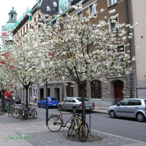 Prunus � gondouinii Schnee