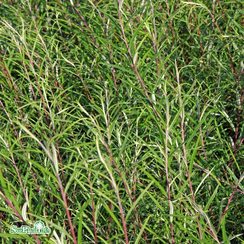Salix elaeagnos Angustifolia