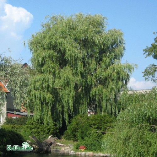 Salix  sepulcralis Chrysocoma