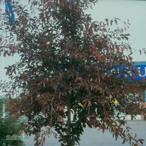 Prunus virginiana Shubert