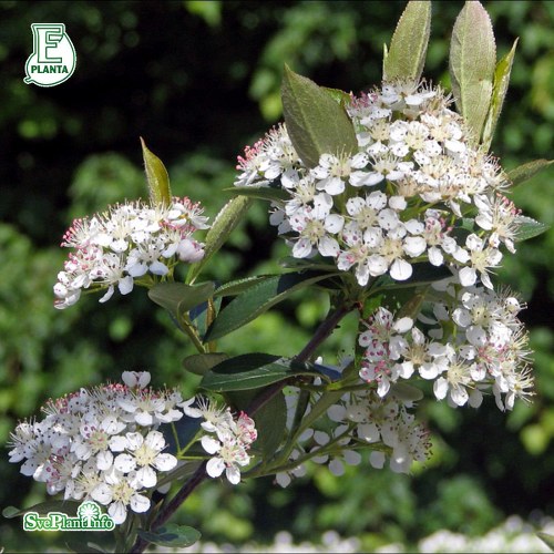 Aronia melanocarpa Hugin E