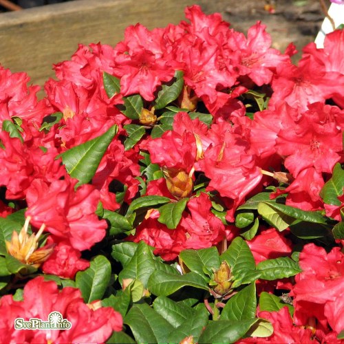 Rhododendron Scarlet Wonder