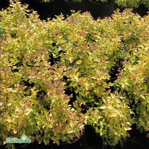 Spiraea japonica Goldmound