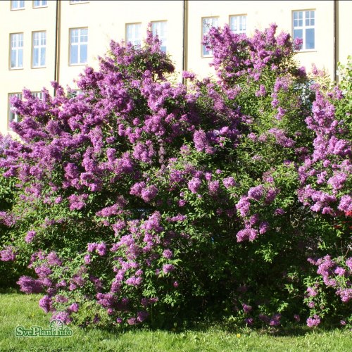 Syringa  chinensis Saugeana