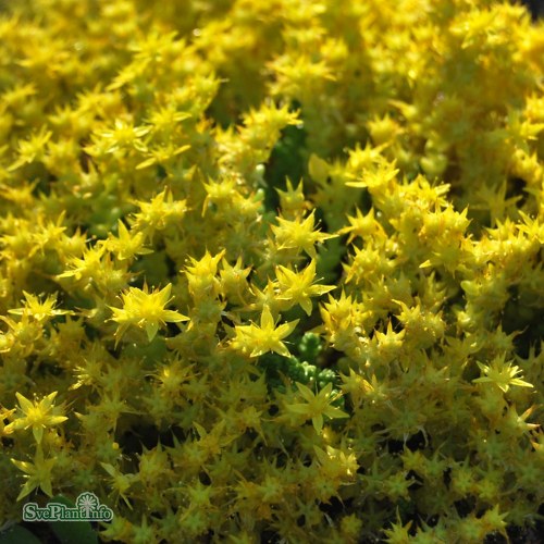 Sedum acre Yellow Queen