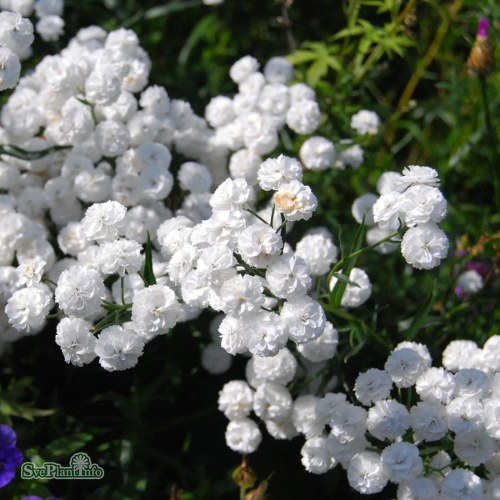 Achillea ptarmica multiplex Boule de Neige