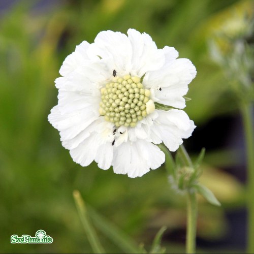 Scabiosa caucasica Perfecta Alba