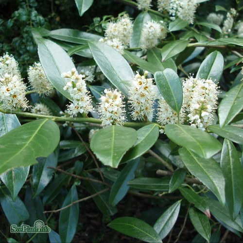 Prunus laurocerasus Otto Luyken