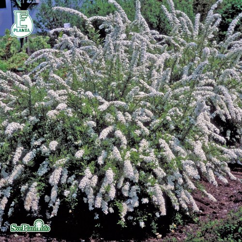 Spiraea  cinerea Grefsheim E