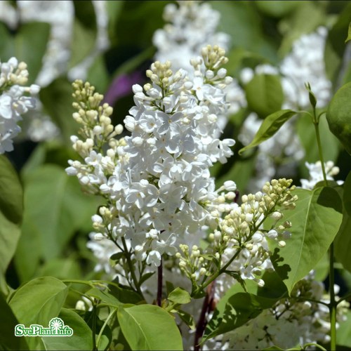 Syringa vulgaris STERNTALER