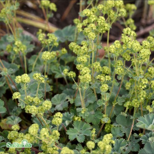 Alchemilla erythropoda