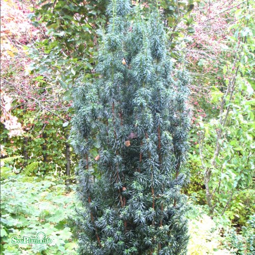 Taxus baccata Columna Suecica E