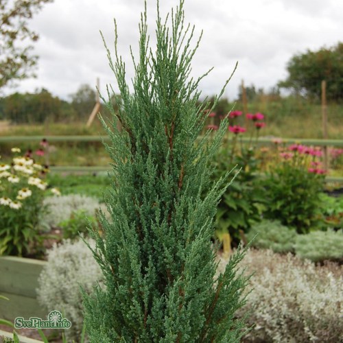 Juniperus scopulorum Blue Arrow