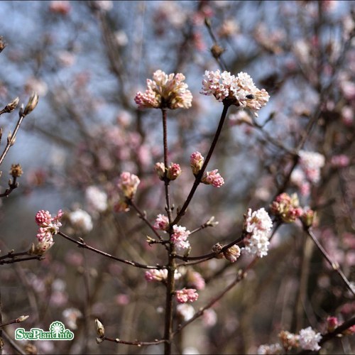 Viburnum  bodnantense Dawn