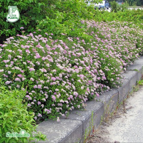 Spiraea japonica Little Princess E