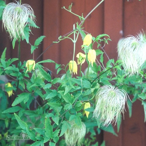 Clematis tangutica