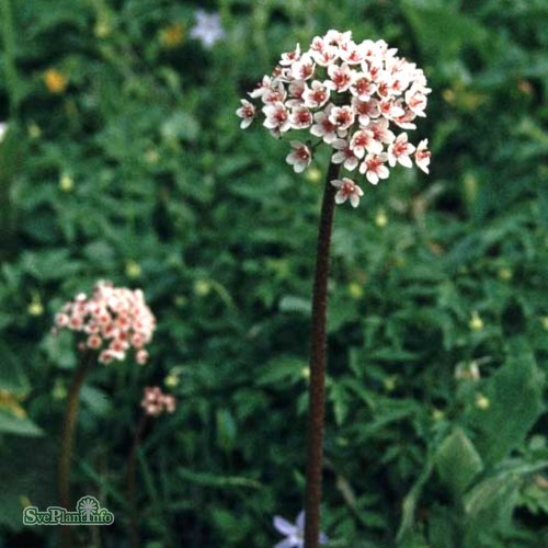 Darmera peltata