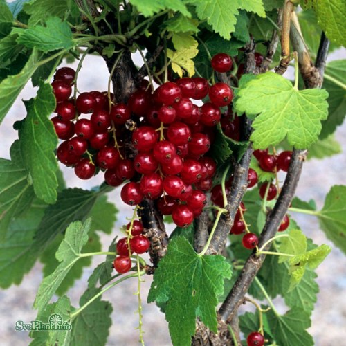 Ribes (R�da Vinb�r) Rondom