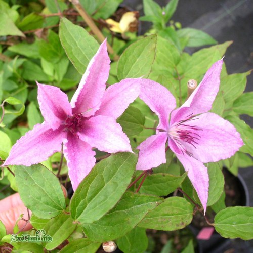 Clematis (SS) Hagley Hybrid