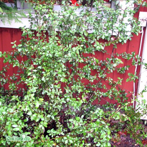 Pyracantha Red Column