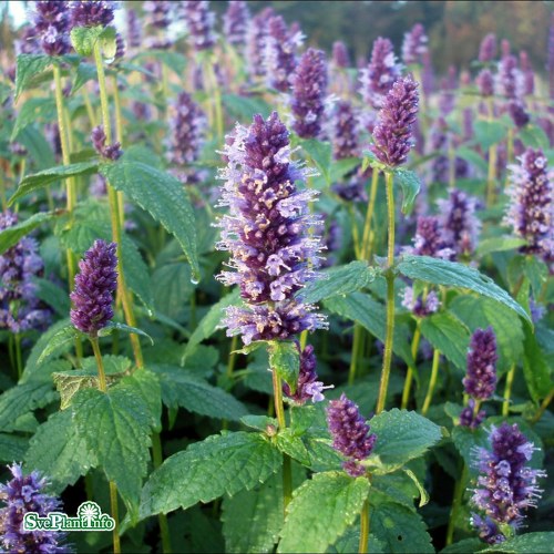 Agastache Black Adder