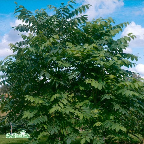 Juglans mandshurica
