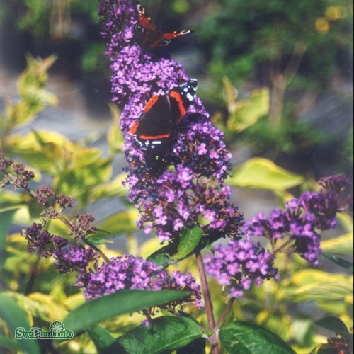 Buddleja davidii Ile de France