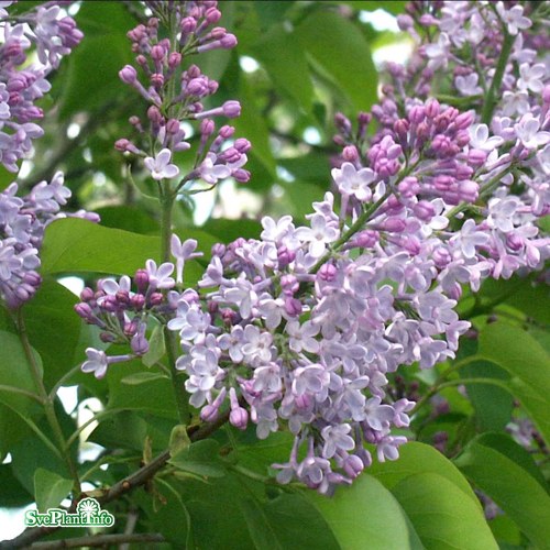 Syringa vulgaris