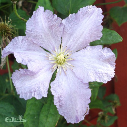 Clematis (SS) BLUE ANGEL