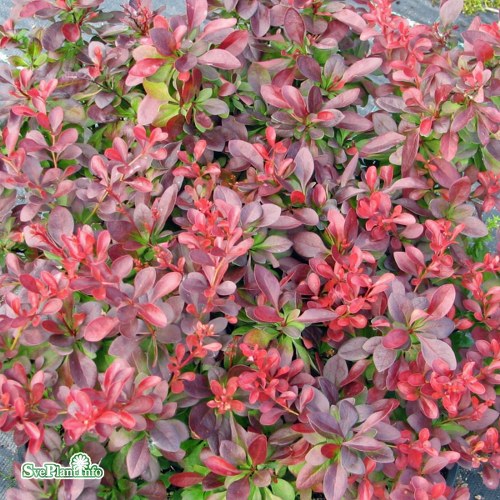 Berberis thunbergii Atropurpurea Nana