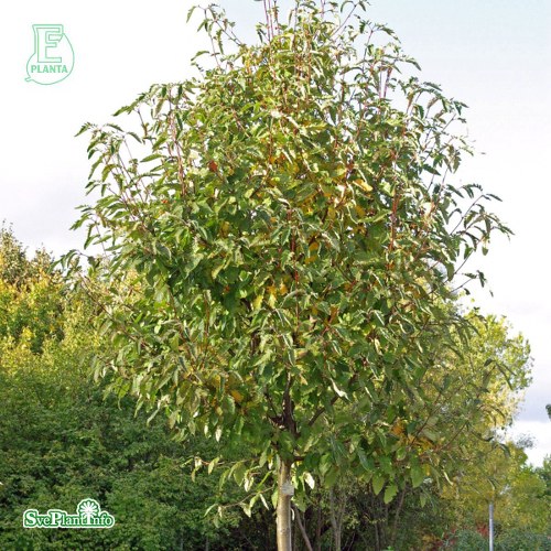 Sorbus × thuringiaca Fastigiata E