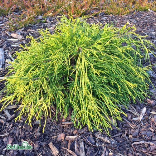 Chamaecyparis pisifera Sungold